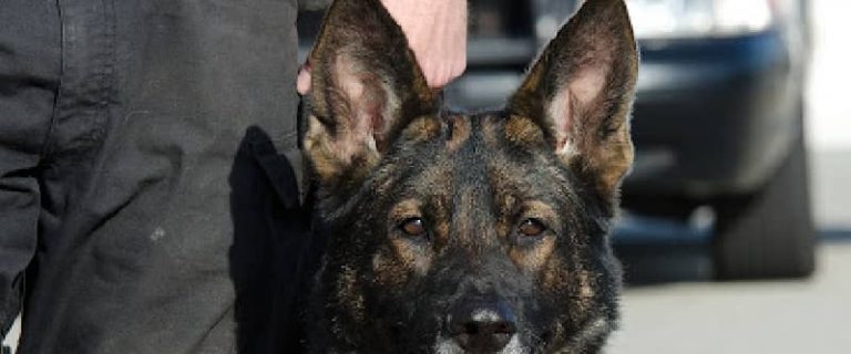 If you're looking for some tough police dog names for your favorite pup, then here is where you should be. Check out 100 that we love!