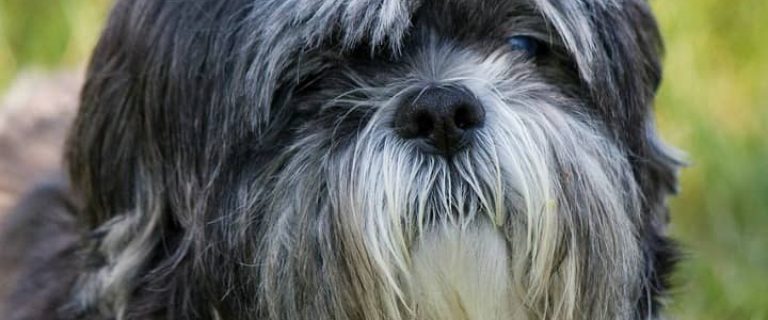 Toy breed dogs are excellent dogs for a family living in smallish home or that just don't want a big dog. All of these toy breed dogs are under 10 pounds.
