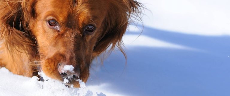 Playing training games to stimulate your dog's sense of smell isn't just a way to teach him useful new tricks, it's also a fun way to switch things up!