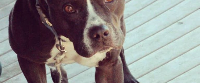 Today, Pitbull Puppy Training Tips will cover how to handle an unruly un-neutered Pitbully puppy. We'll cover Pitbull puppy training tips on a few things.