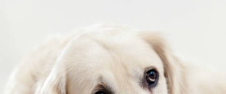 Looking for effective ways to treat dog depression? We've got you covered with ten effective ideas to help Fido get back to his usual vivacious self. Let's check them out!