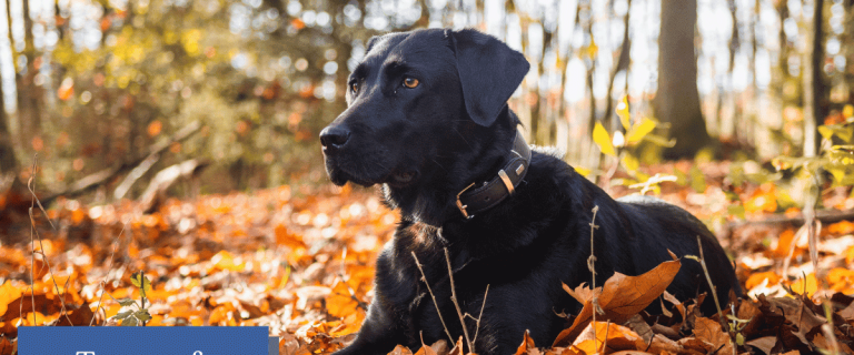 Discover the diverse world of Labrador Retrievers! From charming Chocolate Labs to energetic Yellow Labs and loyal Black Labs, explore the unique traits and personalities that make each type of Lab special in our informative blog post.