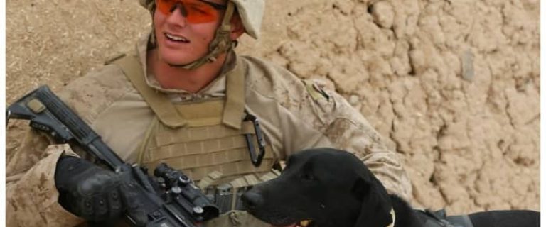 Check out our list of ten service dogs, some more well-known than others, and what they do to help out their owners, handlers, and the world.