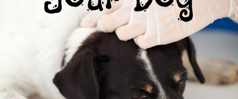 Are dog vaccines a good idea or dangerous? Should you get them for your canine companion? Check out our thoughts & see which vaccines we won't skip!