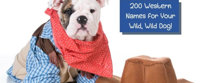 From Annie (Oakley) to Zorro, I've rounded up 200 outstanding Western dog names! You should have no problem finding inspiration for your own wild, wild pup!