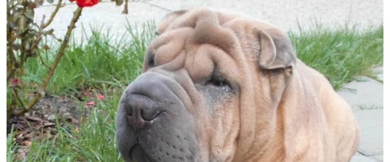 We’ve heard some strange names for dog breeds, but just what kind of a dog is a Walrus? Find out now!