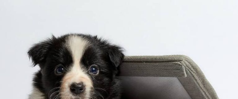 Wondering what to do with a puppy when you're at work all day? Check out our top three tips for how to raise your pup while working!