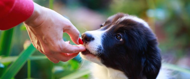 When can you start giving puppies treats? What types of dog treats are best to start with? Find out the answer to these questions and more in our guide!