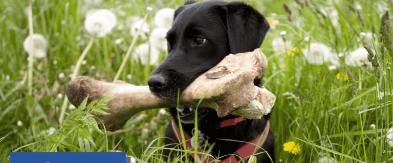 Why do dogs bury bones? Is it normal canine behavior or something we should be worry about? Find out everything you need to know in our comprehensive guide!