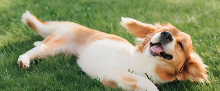 Ever wonder why dogs roll in the grass? Today, we're unraveling this mystery! Read on for the most common reasons behind this strange canine behavior!