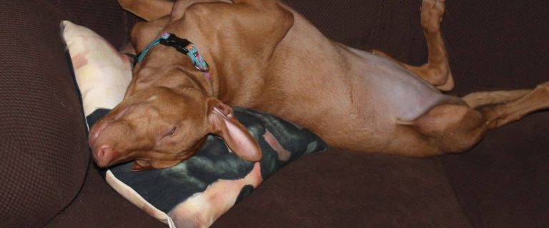 Why dogs sleep on their backs