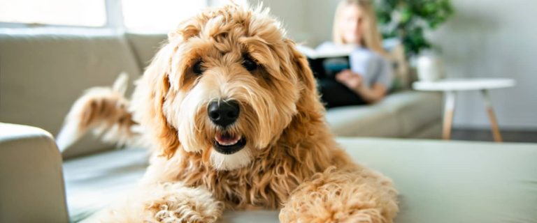 Wondering why your dog has stopped jumping on you when you come home or is reluctant to hop up on the bed? Find out 8 potential reasons why!