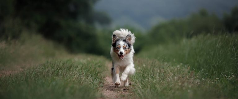 7 Most Common Reasons That Dogs Run Away (& How to Prevent It)