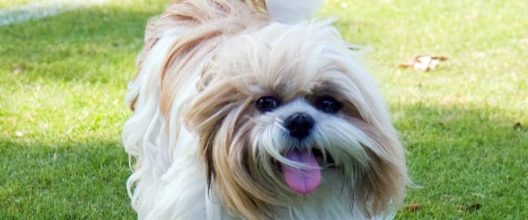 If you have a hypoallergenic dog, but you still sneeze, there's a reason. Hypoallergenic dogs aren't really hypoallergenic. They're less allergenic.