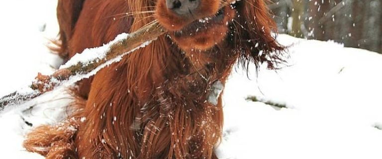 Don't let the chill keep you and Fido from staying fit! Embrace the season with these fun indoor and outdoor winter games for dogs! We think you'll have a blast too!