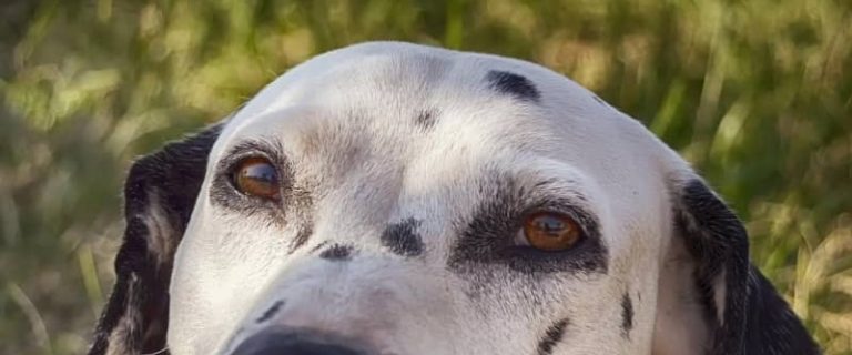 Do you want to know the worst dog breeds for seniors? Read on to discover 7 that may be just a bit too much to handle in the golden years.