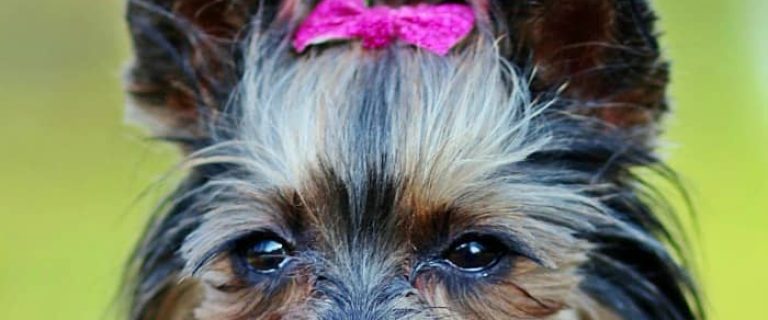 From ‘tudes to tails, there are just some things that only Yorkie moms can really understand! Check out our top 10 list!