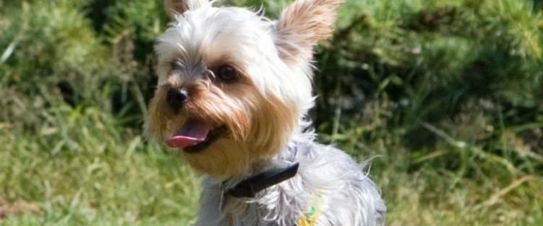 Small hypoallergenic dogs are great pets, but some need more care than others. Yorkshire Terriers are one of the small hypoallergenic dogs that need that.